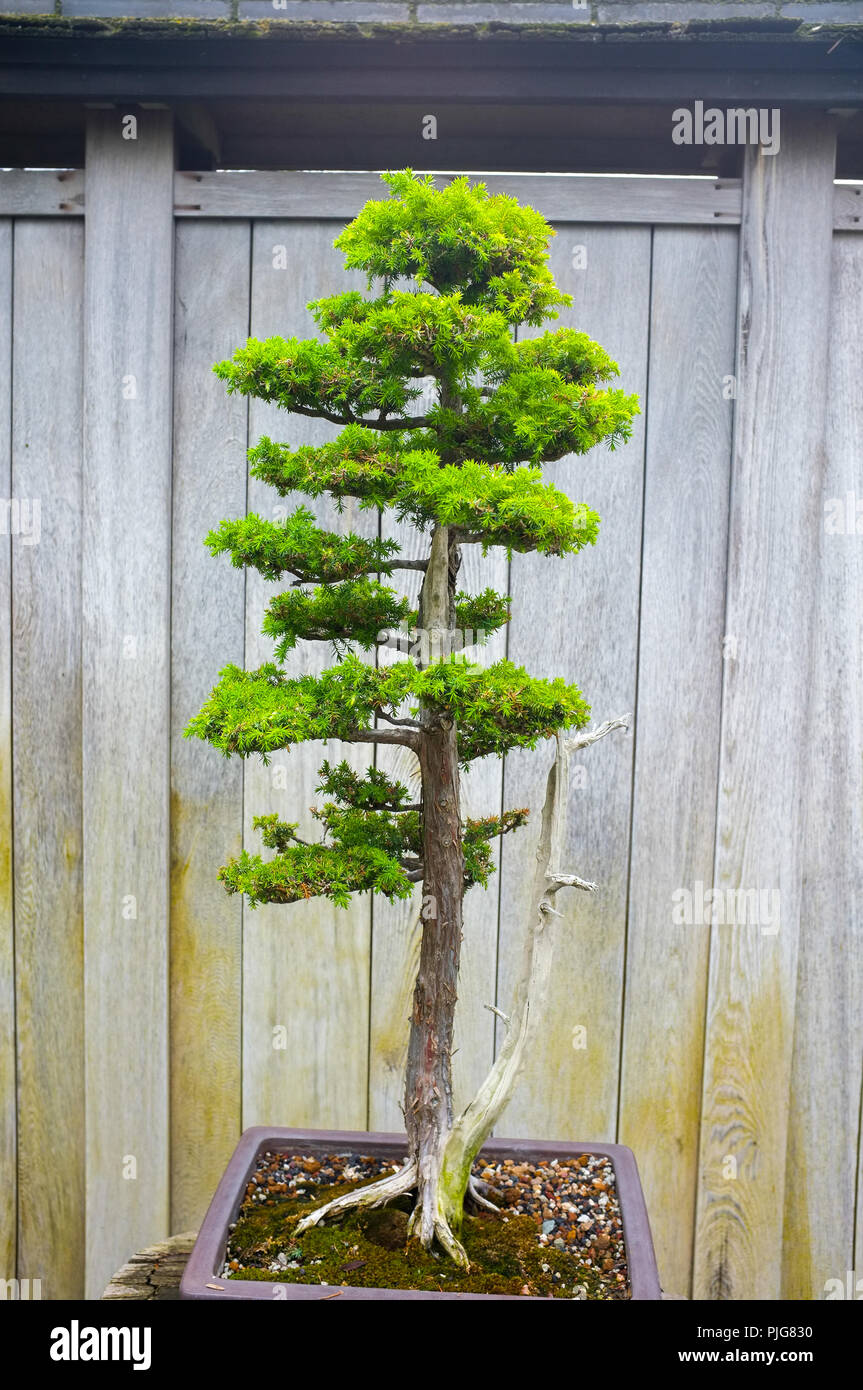Bonsai and Penjing landscape with miniature evergreen tree in a tray
