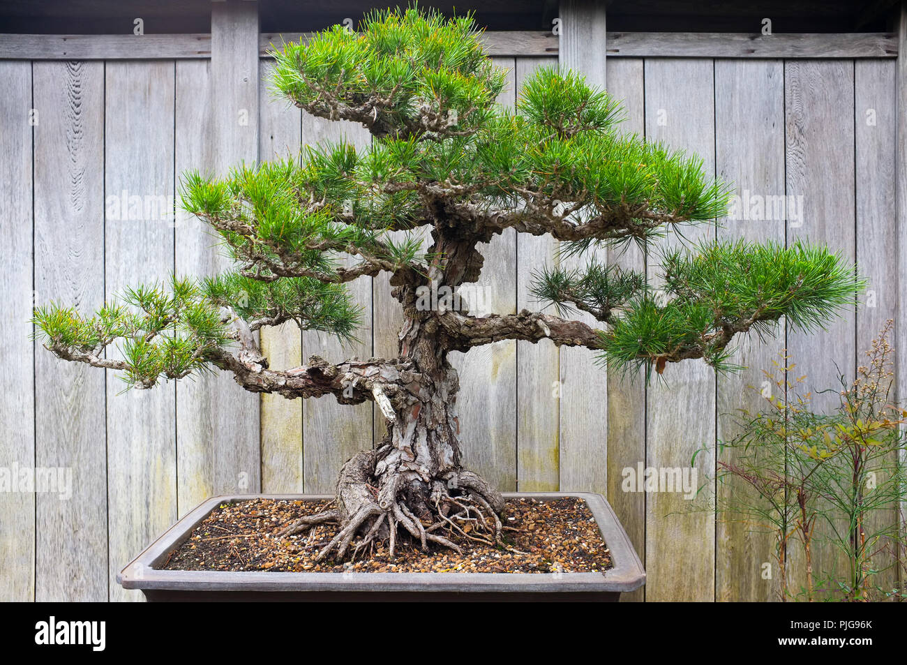 Bonsai and Penjing landscape with miniature evergreen tree in a tray