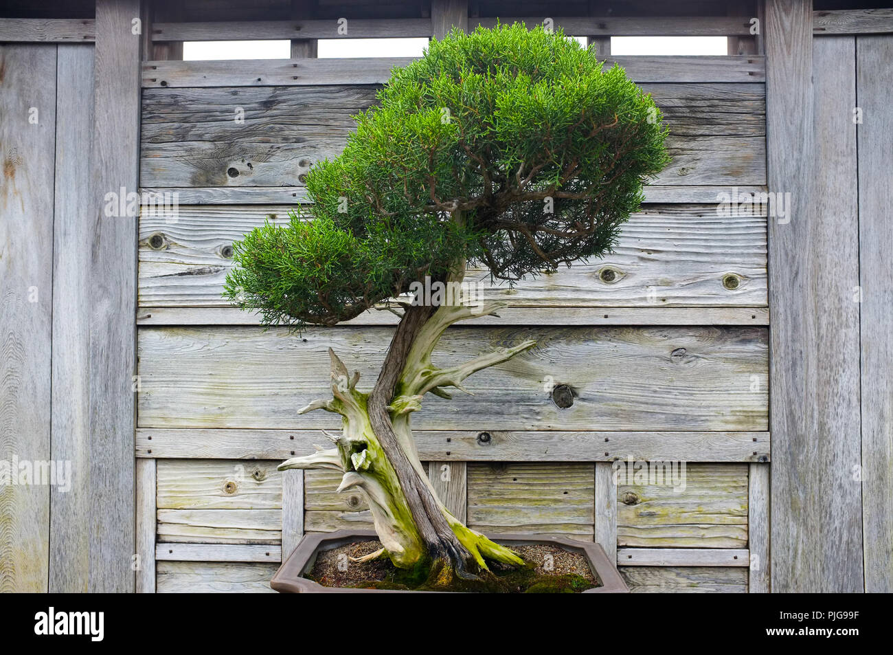 Bonsai and Penjing landscape with miniature evergreen tree in a tray