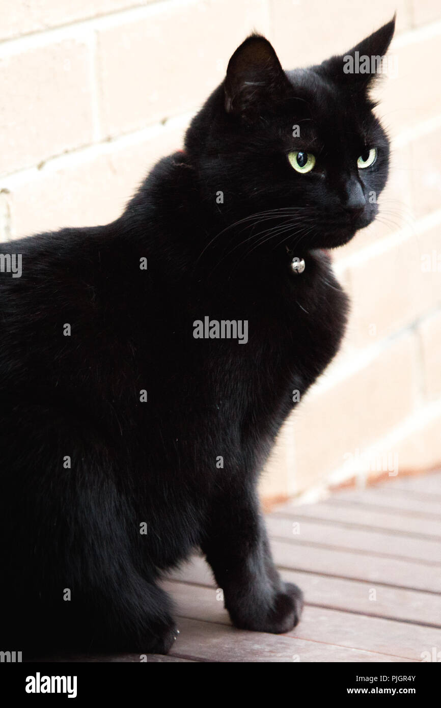 Bombay Cat High Resolution Stock Photography And Images Alamy