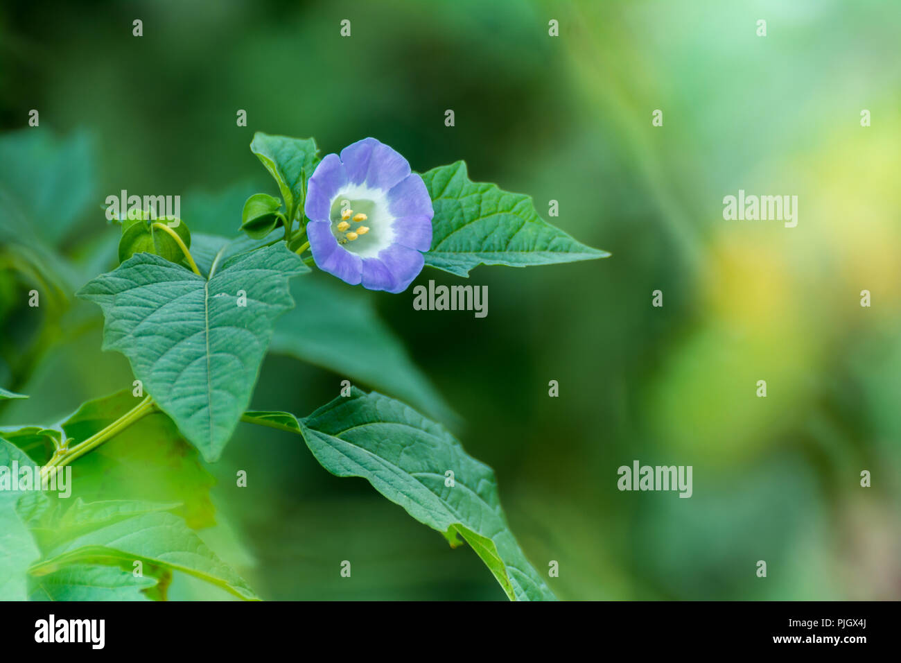 Wild blue flower hi-res stock photography and images - Alamy