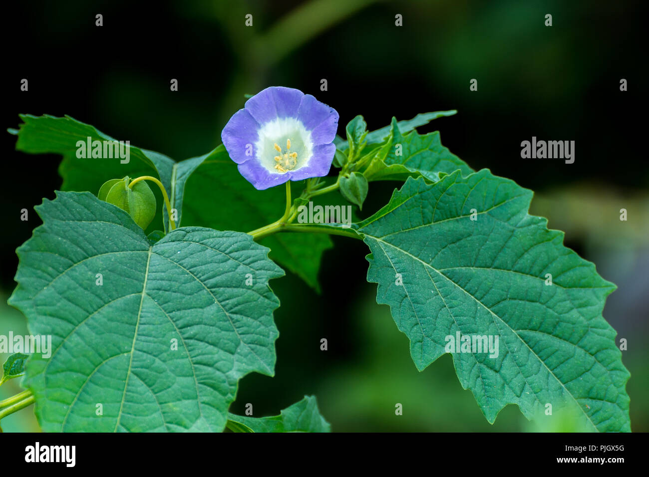 Beautiful small wild garden hi-res stock photography and images - Alamy