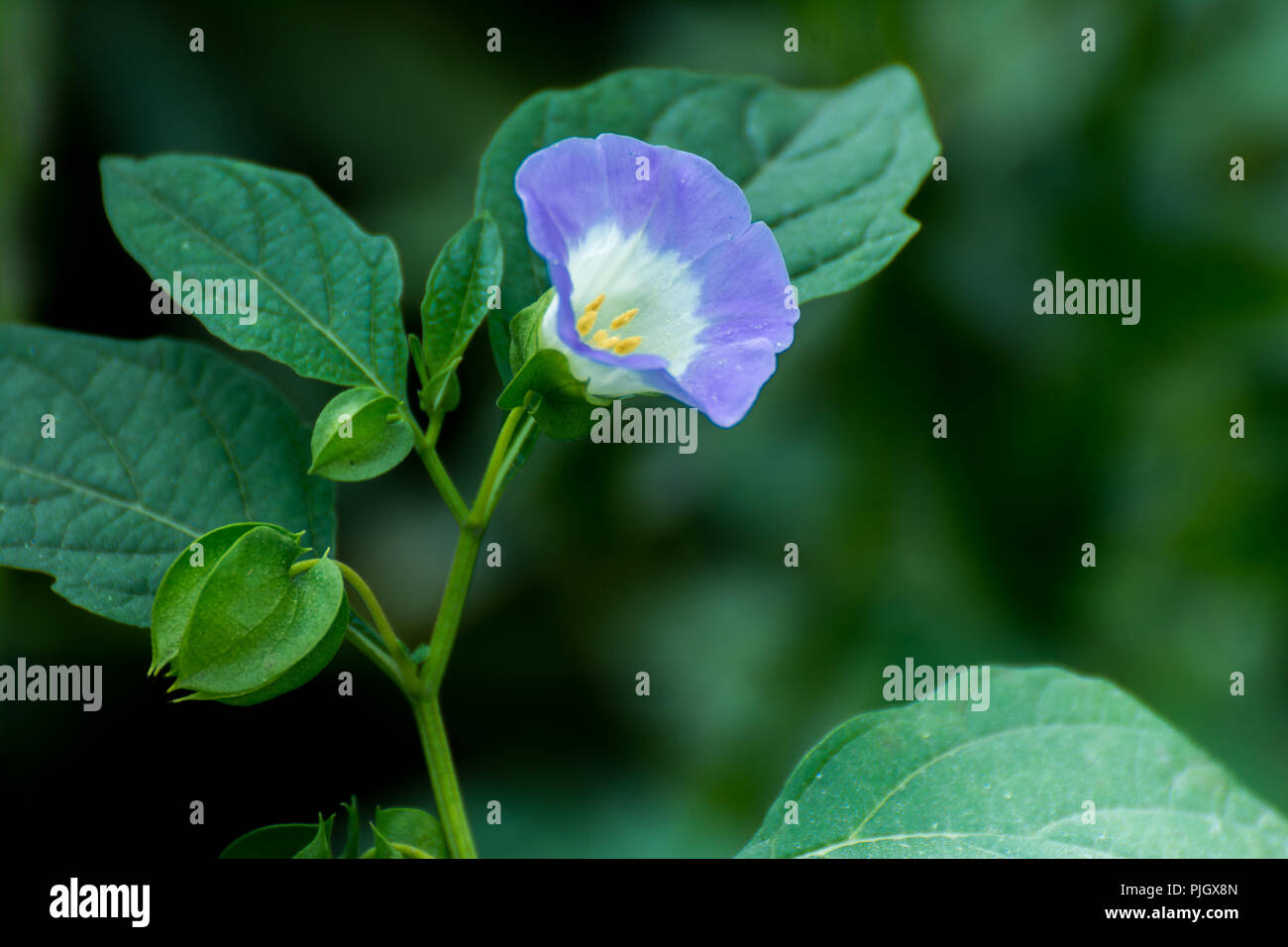 Wild blue flower hi-res stock photography and images - Alamy