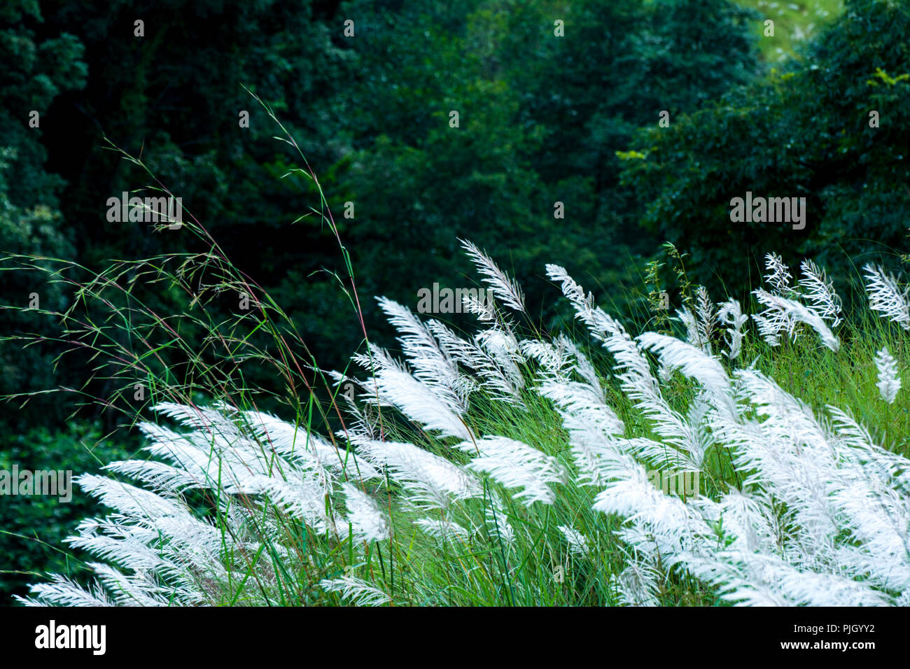 Green Forest and Pampas Flowers Stock Photo