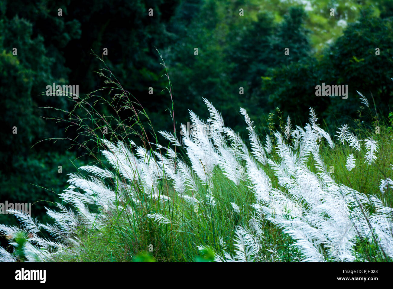 Green Forest and Pampas Flowers Stock Photo
