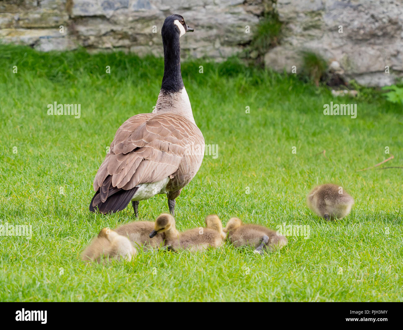 Canada Goose family playing around the famous Gravensteen Castle at Ghent,  Belgium Stock Photo - Alamy