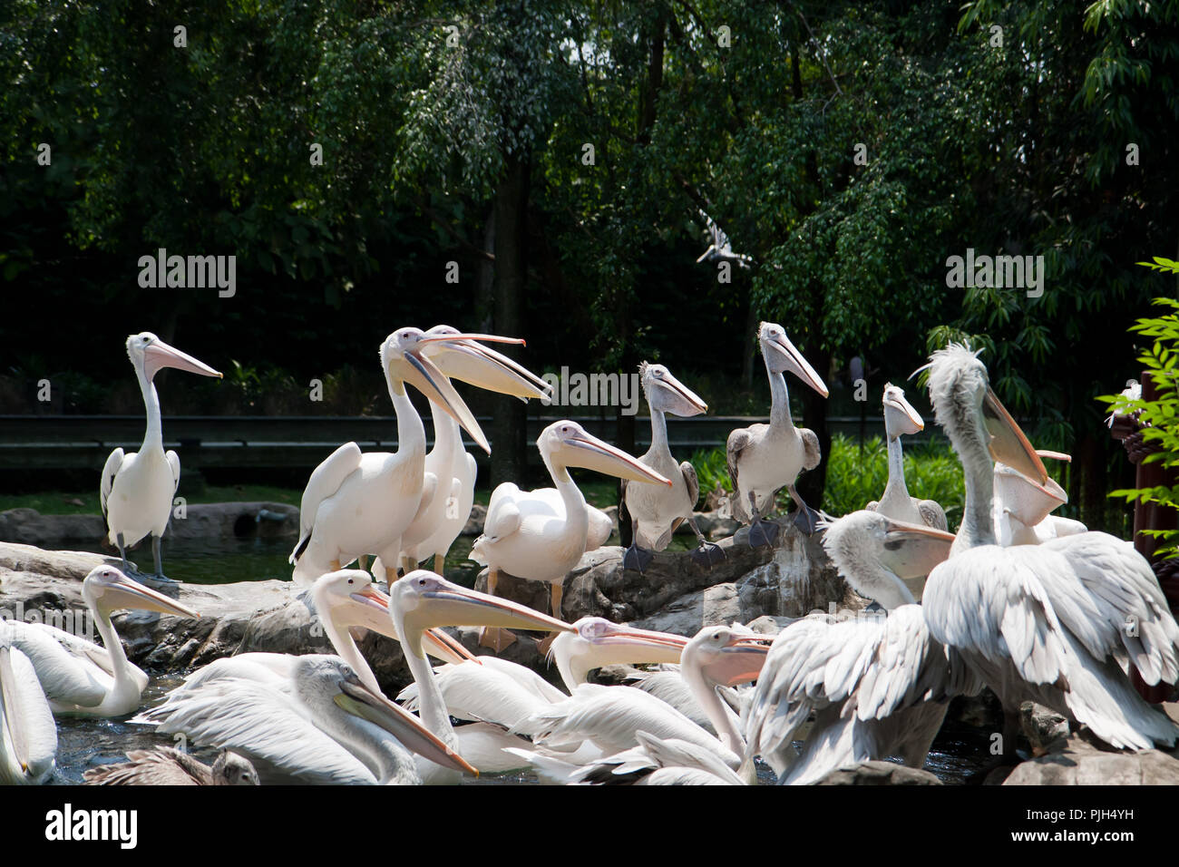 A group of hungry pelicans looking for the fish in the bird park, Singapore Stock Photo