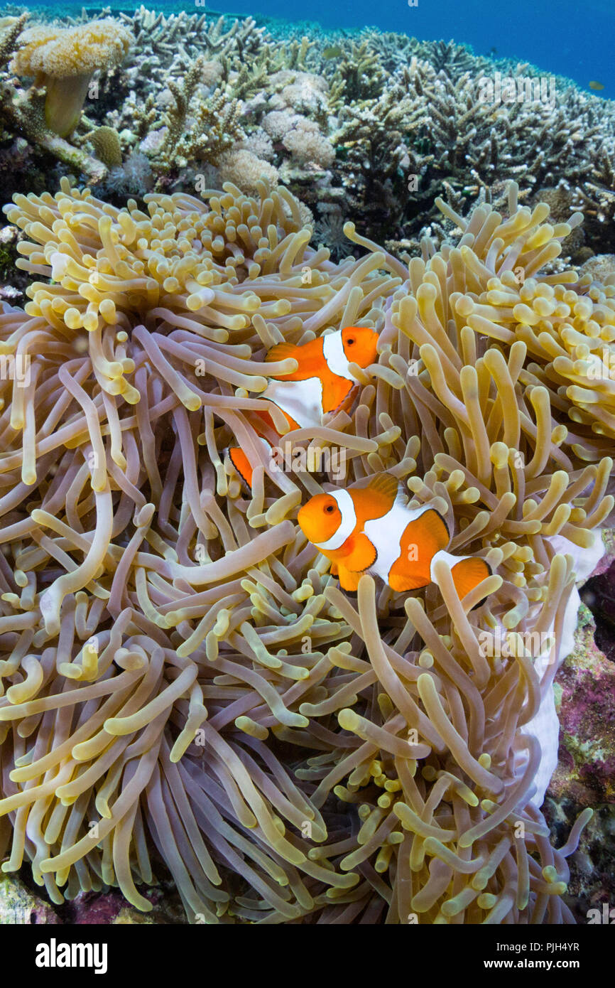 False clown anemonefish, Amphiprion ocellaris, Sebayur Island, Komodo Island National Park, Indonesia Stock Photo