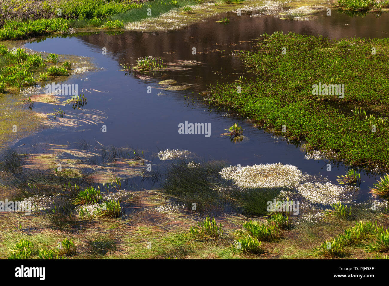 Small lake at Ynys-Y-Fydlyn, Anglesey on the North Wales coast Stock Photo