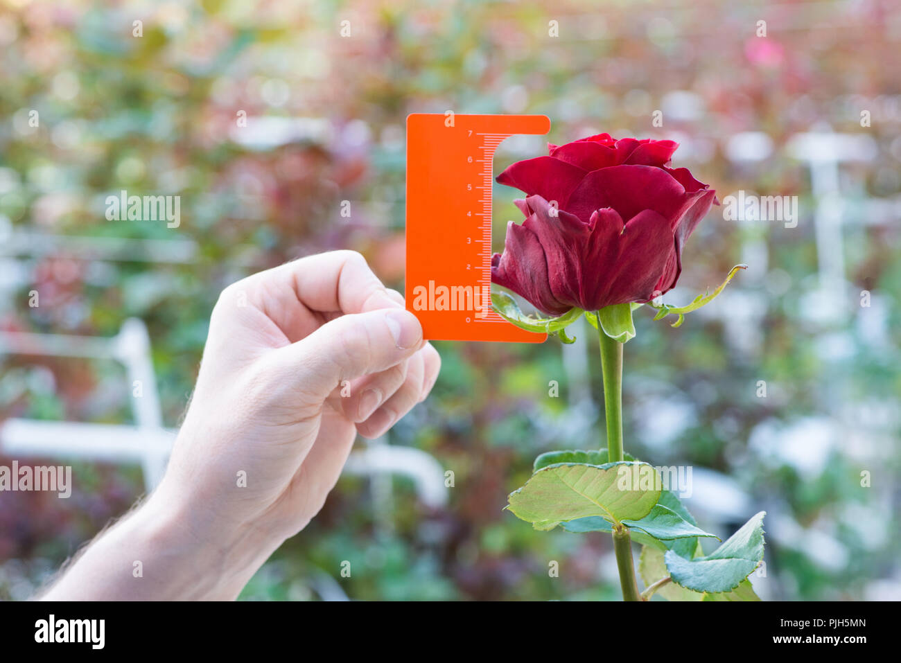 measurement with a ruler of a bud of a rose flower on blurred background Stock Photo