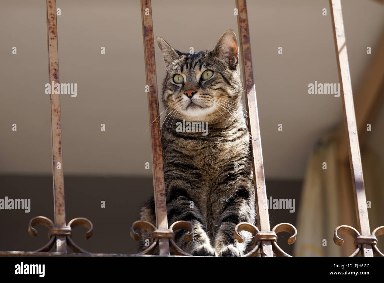 Cute cat on a balcony looking around Stock Photo - Alamy
