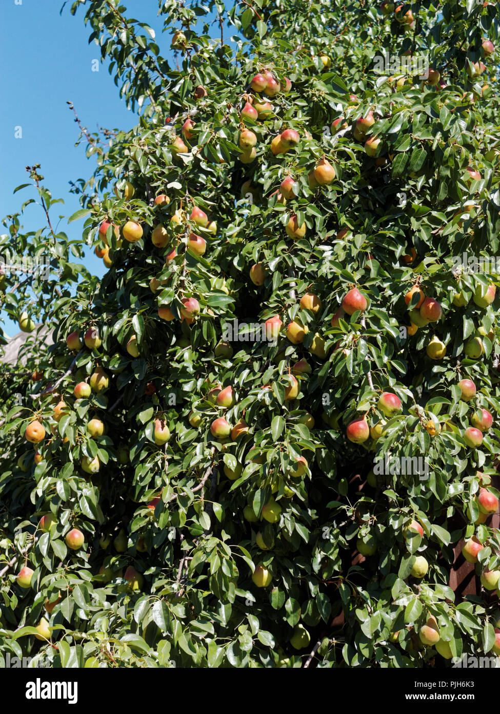 Sweet ripe pears on a tree Stock Photo