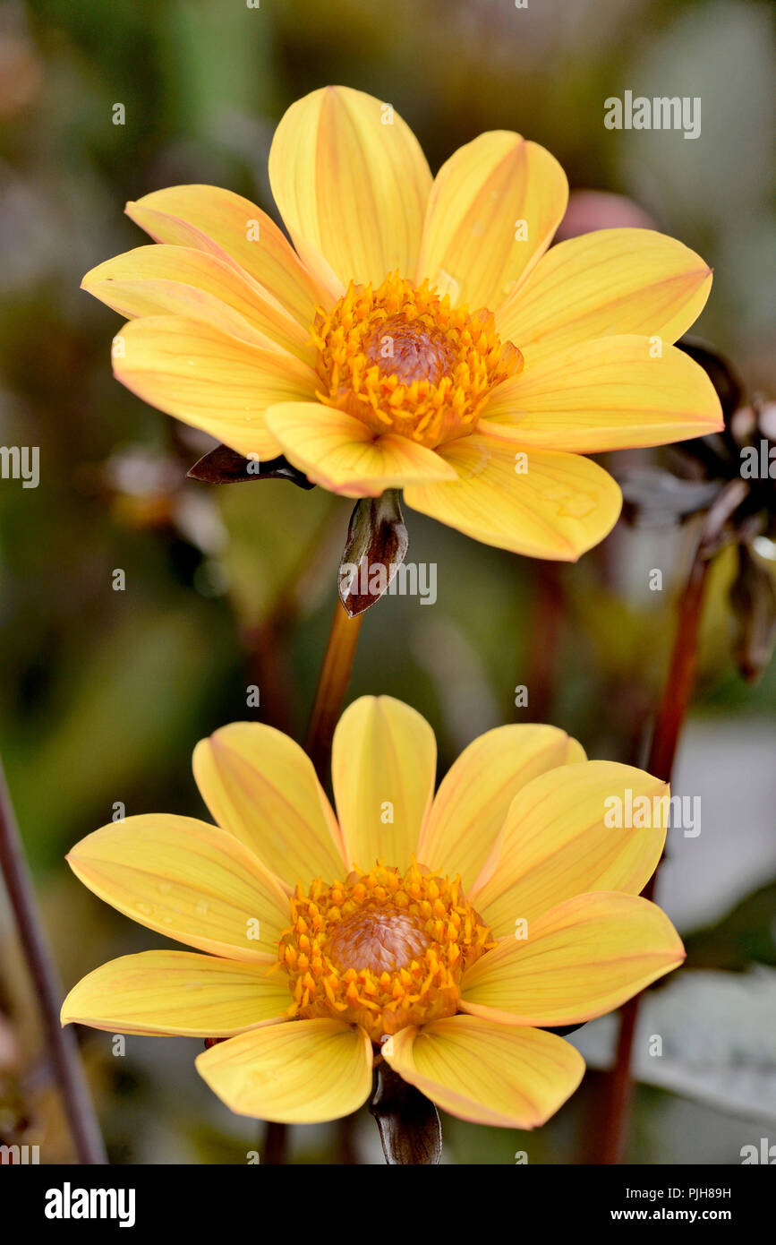 Dahlia (Dahlia), type of York, yellow flowers, Germany Stock