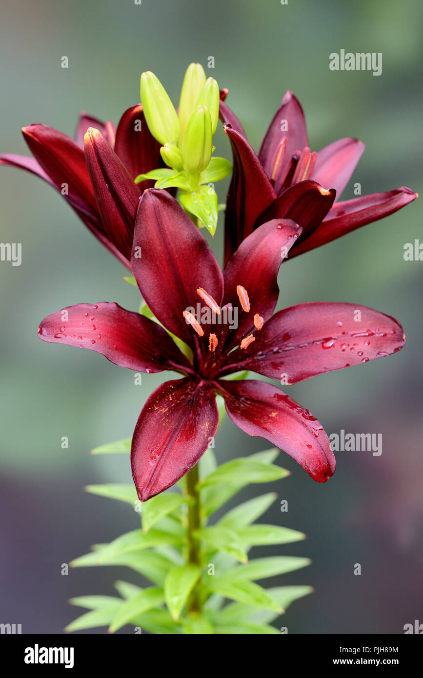 Daylily (Hemerocallis), dark red flowers, Germany Stock Photo