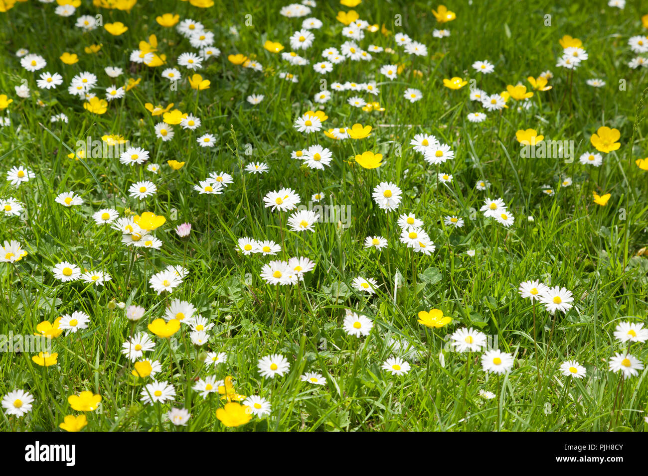 Buttercups and daisies growing in grass. Stock Photo