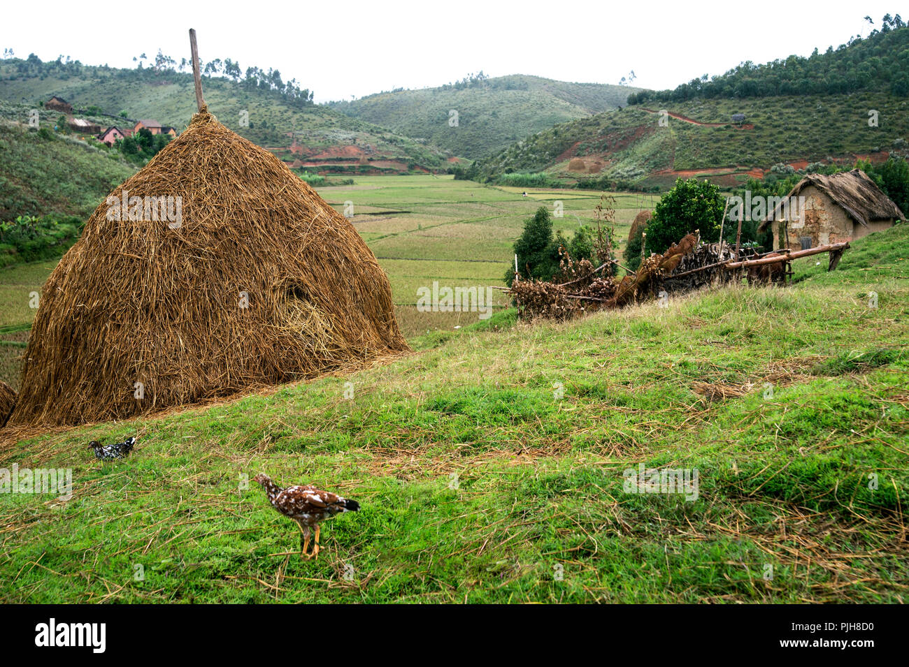 Farm of a rice farmer, Analamanga region, Madagascar Stock Photo
