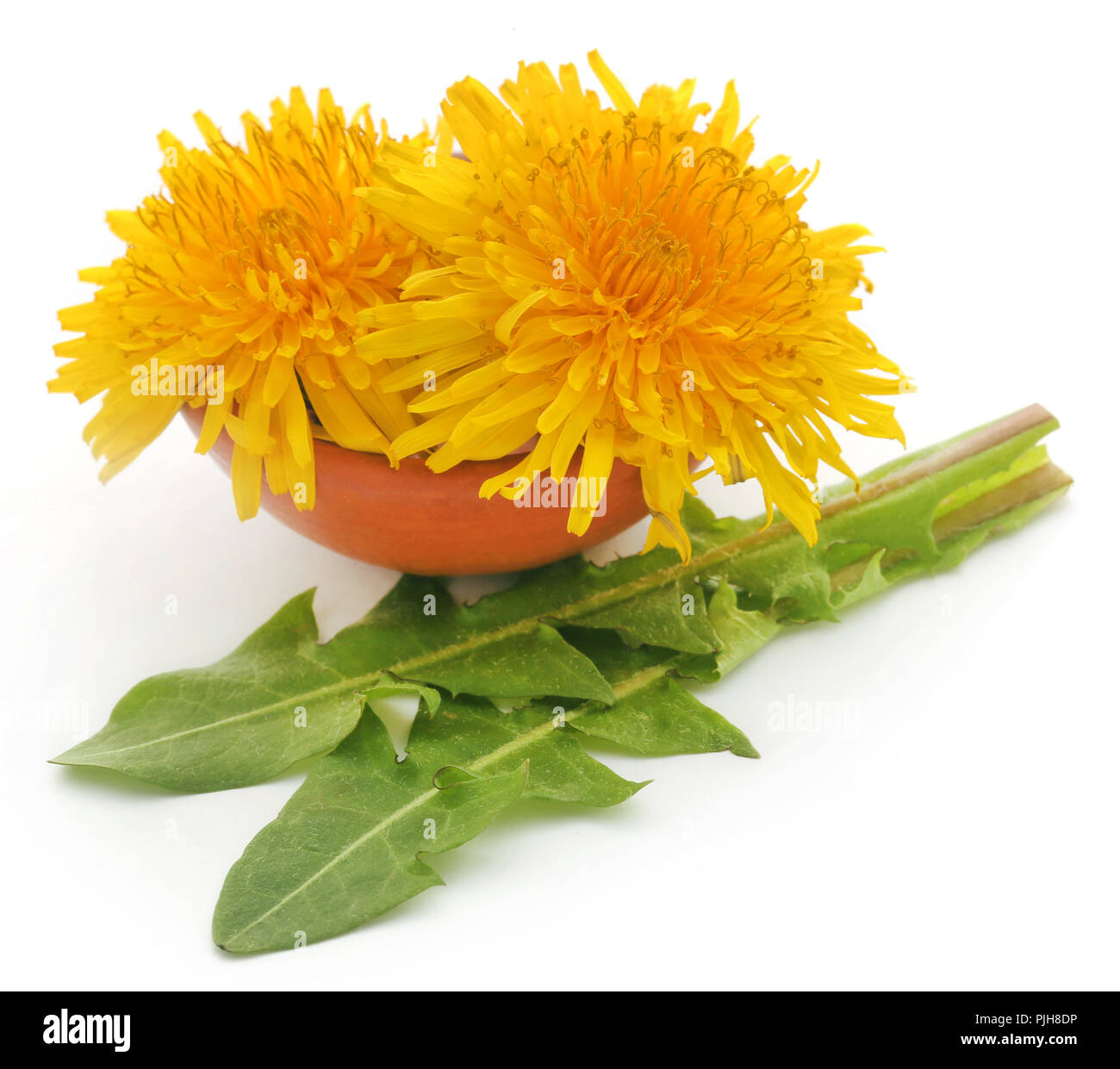 Medicinal dandelion with green leaves over white background Stock Photo