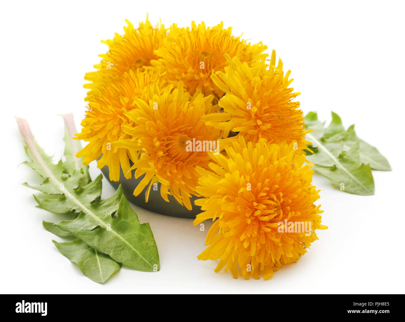 Medicinal dandelion with green leaves over white background Stock Photo