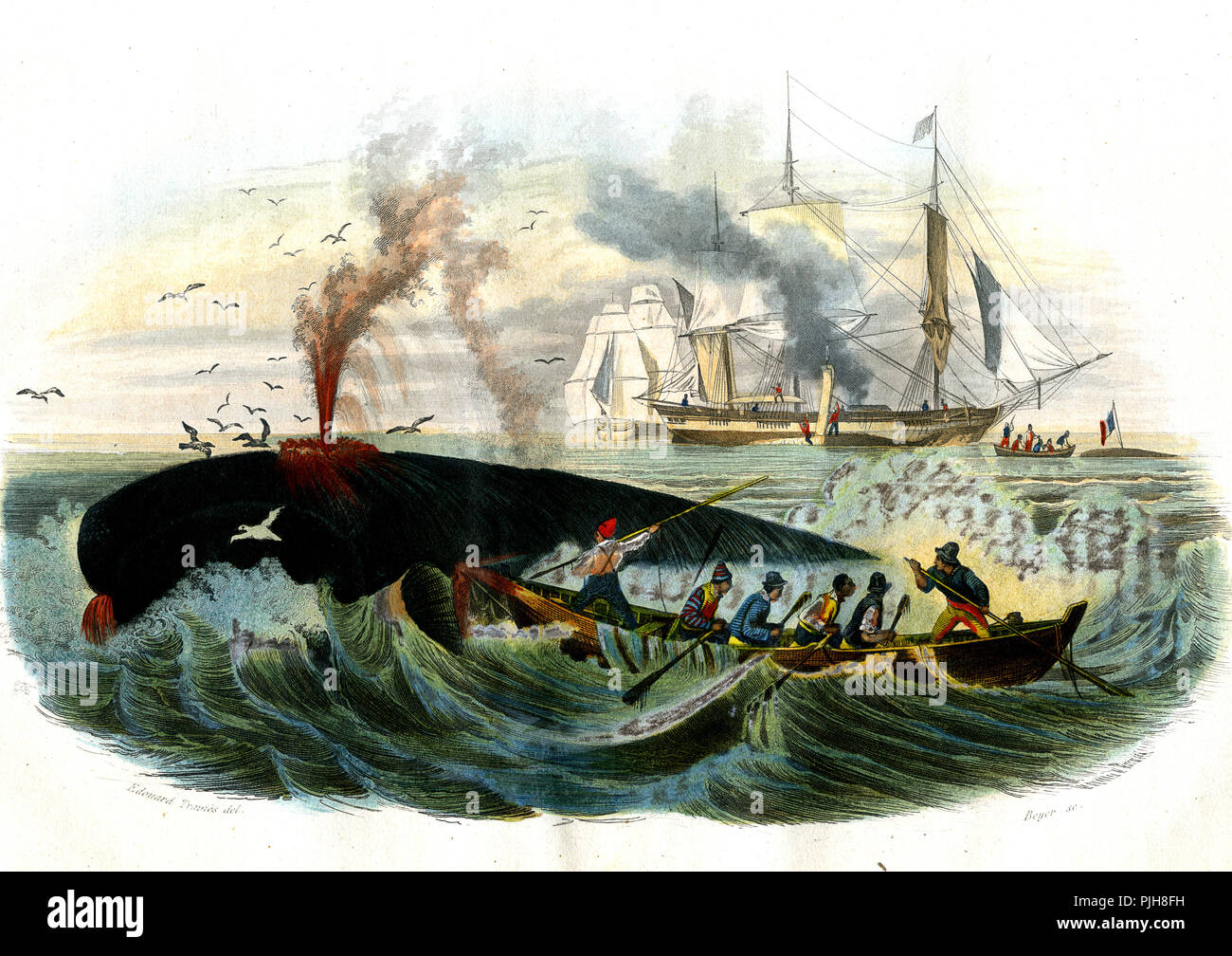 Fishing the whale, Whaling, coloured print, 1857, France Stock Photo