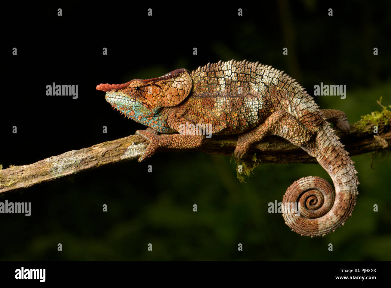 Cryptic chameleon (Calumma crypticum), male on branch, rainforest Ranomafana, southeast Madagascar, Madagascar Stock Photo