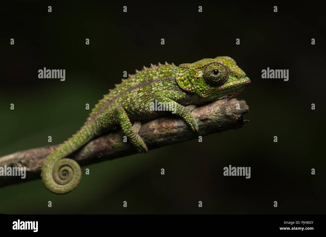 Cryptic chameleon (Calumma crypticum), young animal on branch, Rainforest Mandraka, Eastern Madagascar, Madagascar Stock Photo