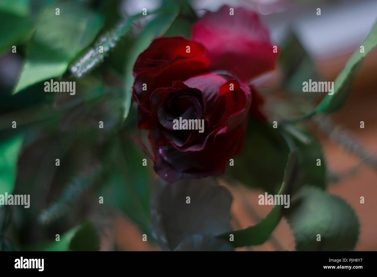 creative art photographs of a red rose flower with a blurry brown background,photo taken in uyo akwa ibom state Stock Photo