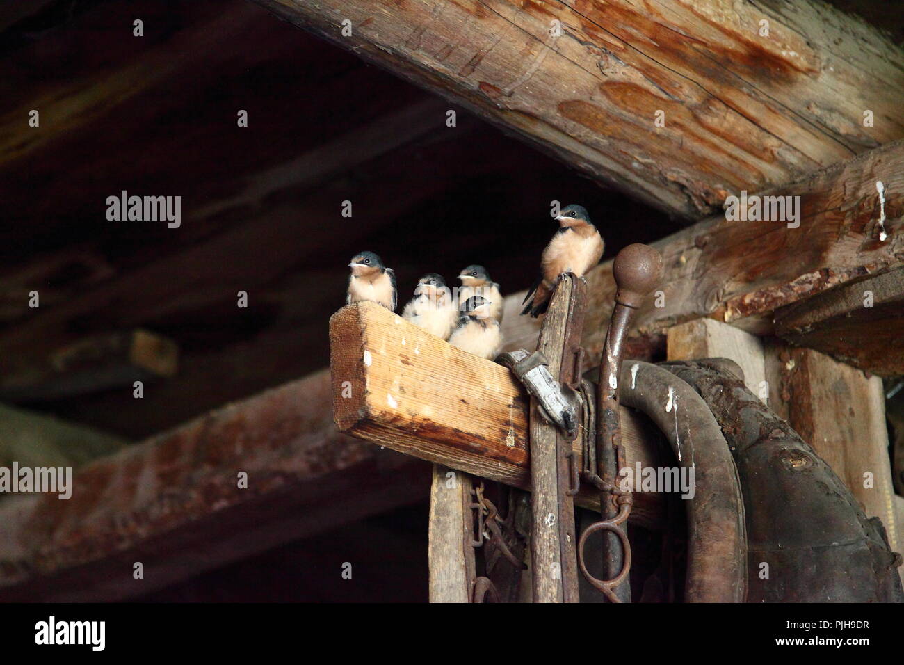 Swallow chicks at 100Mile House Heritage Centre,Caribou County,British Columbia, Canada Stock Photo