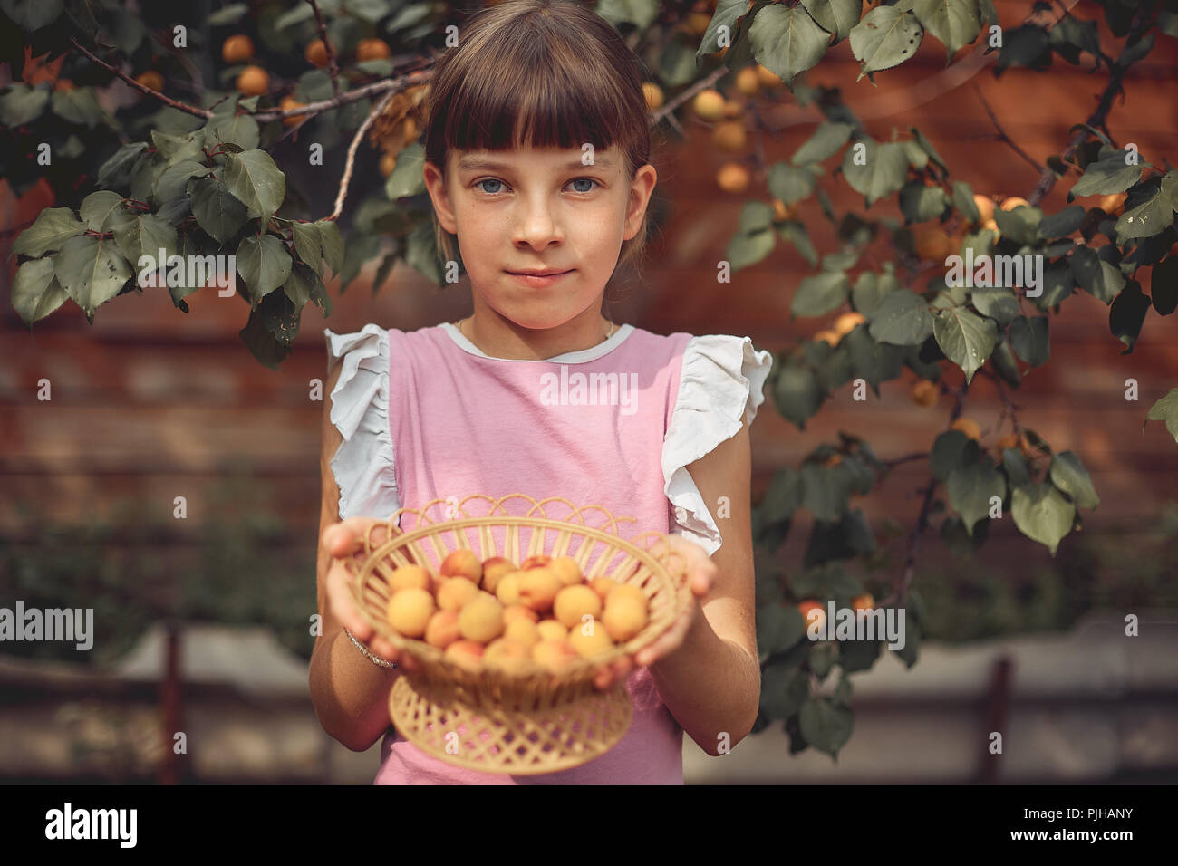 girl holding a wooden basket with ripe apricots. harvest. Stock Photo