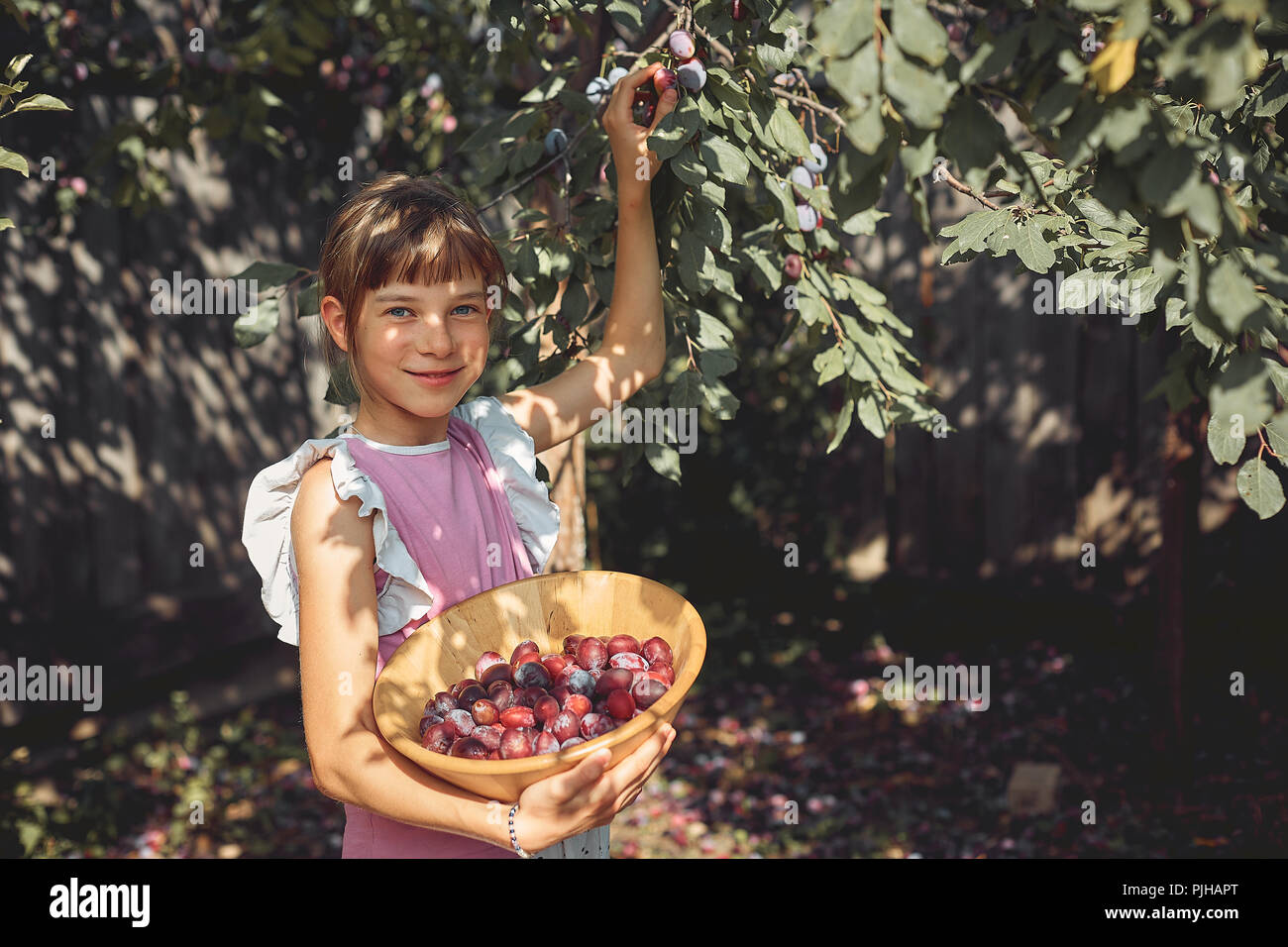 girl collects ripe plum in the garden in a wooden basket. Stock Photo