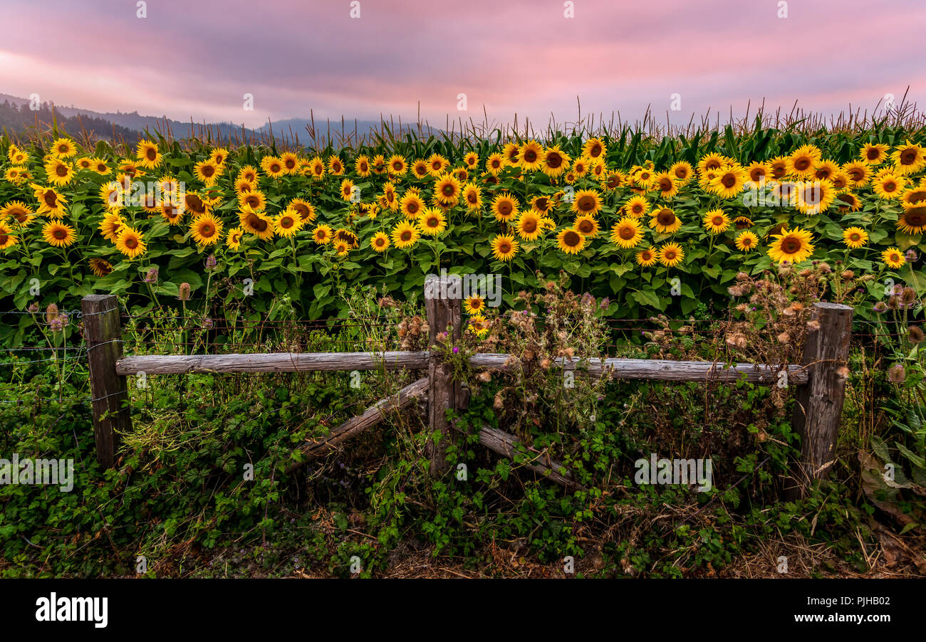 A Sunflower Field at Sunset, Northern California, USA Stock Photo - Alamy
