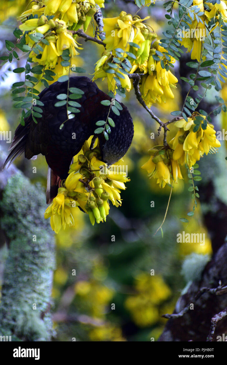Kaka (New Zealand native bird) eating flower of a kowhai tree (native New Zealand tree) in spring Stock Photo