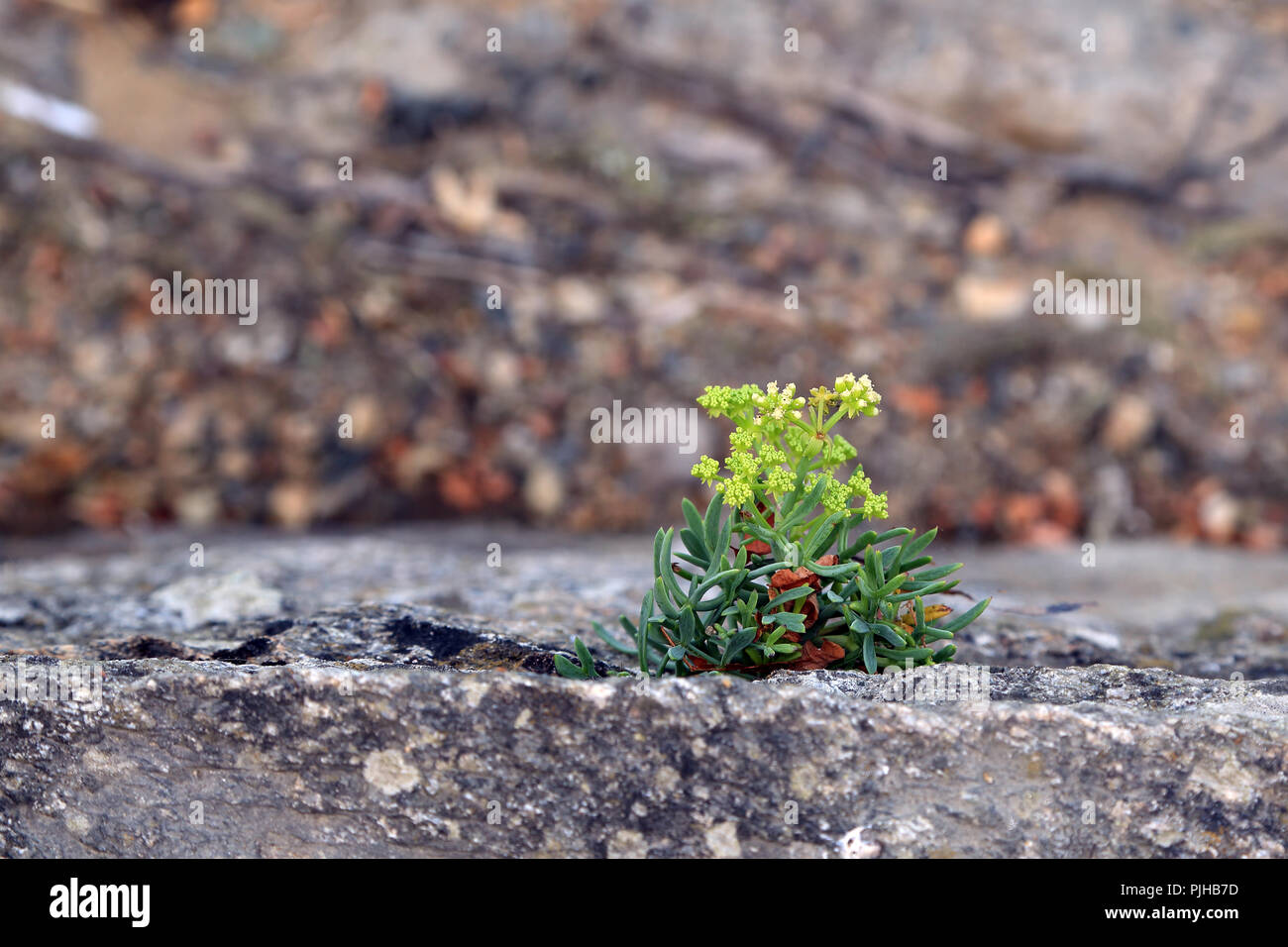 rock samphire growing out of rock on Promenade Paul Chapel, Conleau, Vannes, Morbihan, Brittany, France Stock Photo