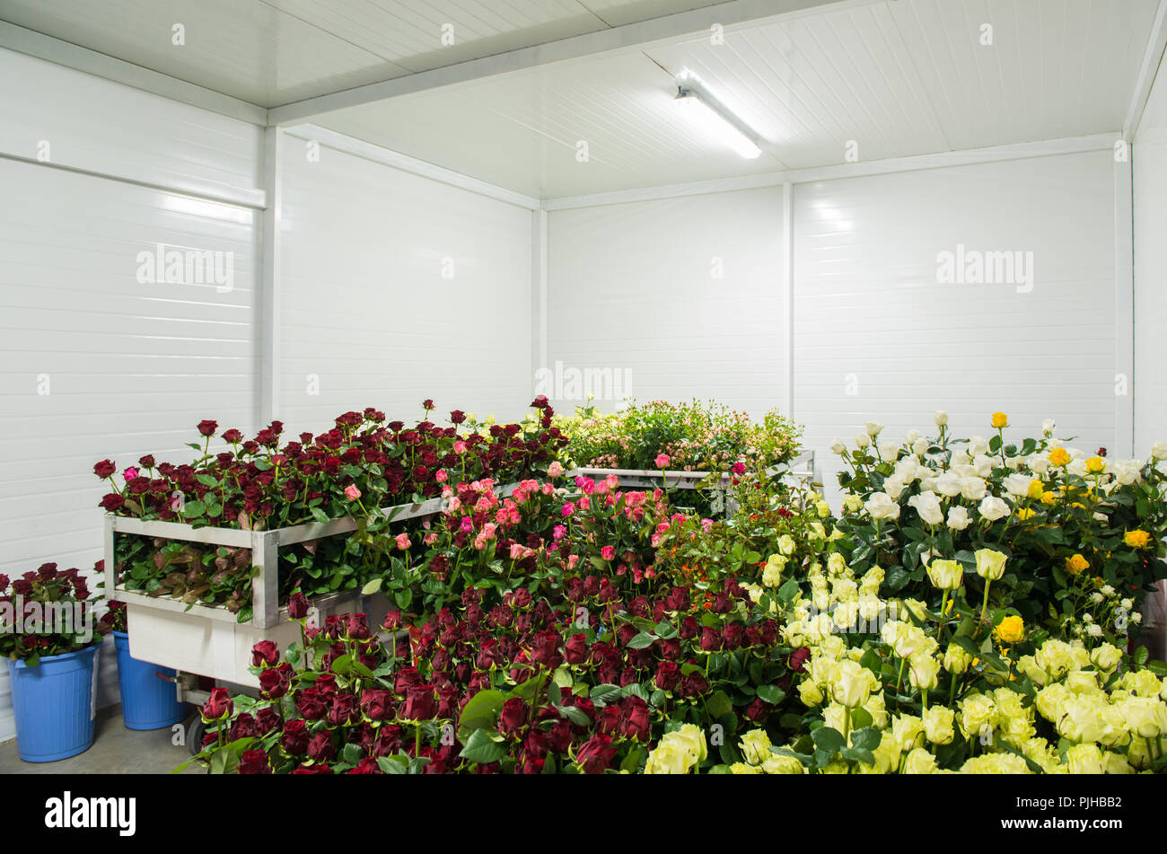 flowers in the big cold storage room Stock Photo