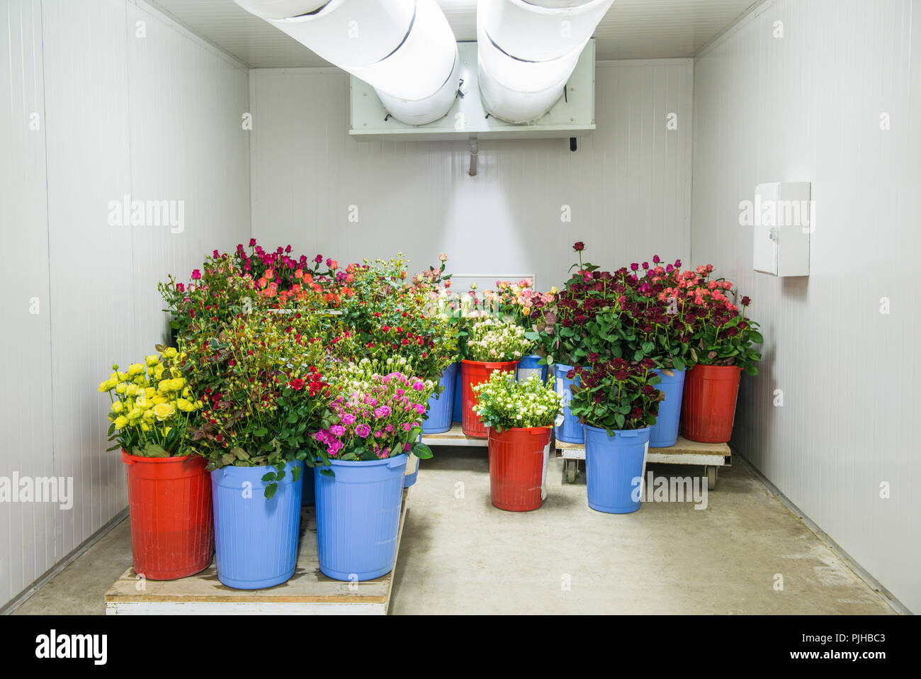 flowers in the big cold storage room Stock Photo