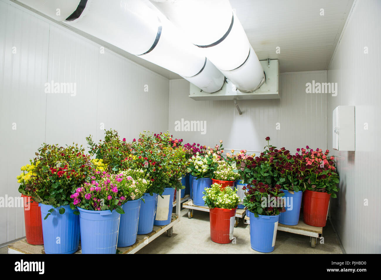 flowers in the big cold storage room Stock Photo