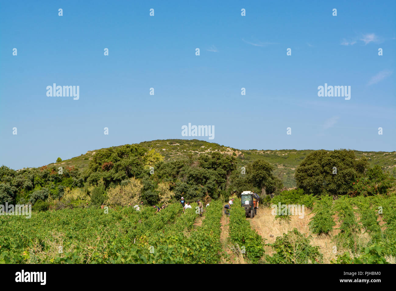 Landscape with workers collecting ripe white wine grapes plants on vineyard in south France, white ripe muscat grape new harvest Stock Photo