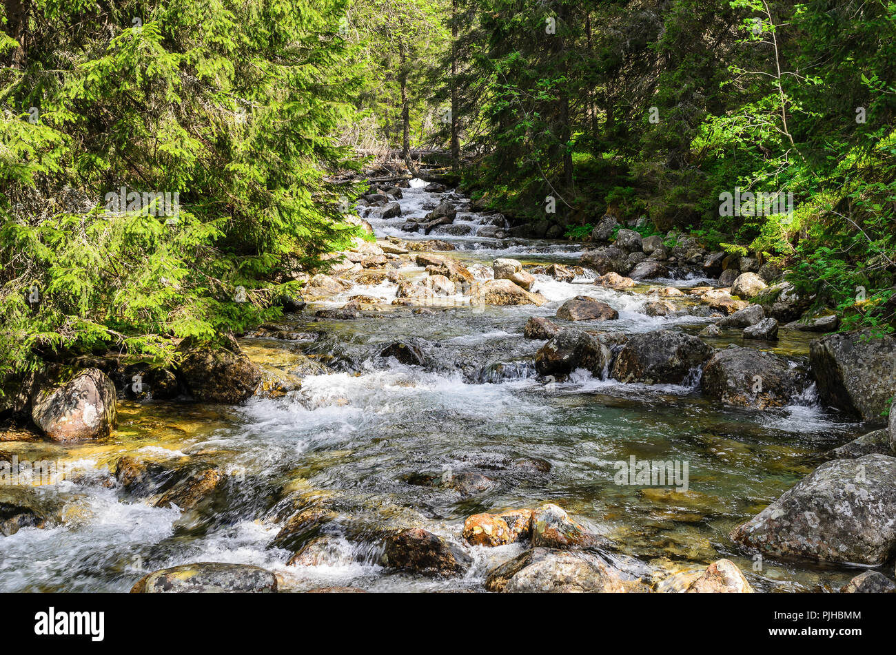 Mountain river. Beautiful scenery in the forest. Stock Photo
