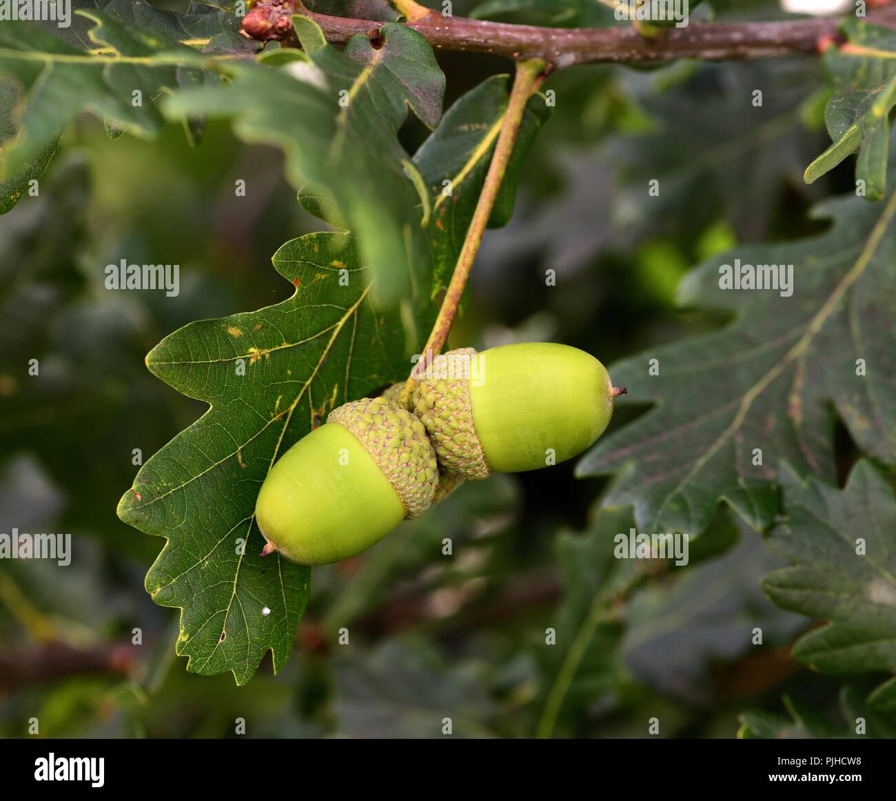 Fresh green acorns on oak tree Stock Photo - Alamy