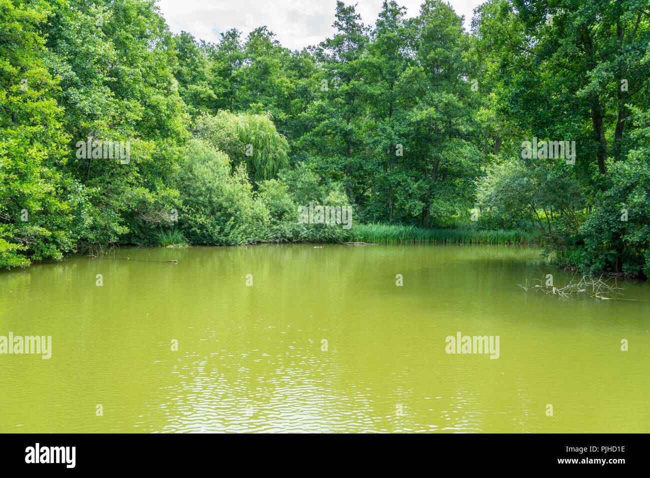Natural untouched green lake Stock Photo