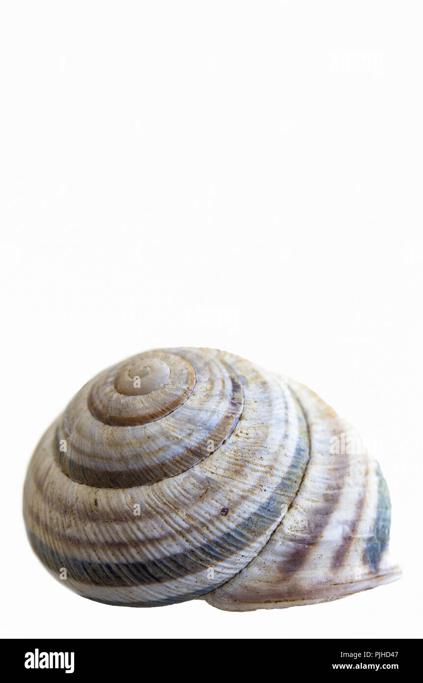 Single snail house shell close up isolate against a white backdrop Stock Photo