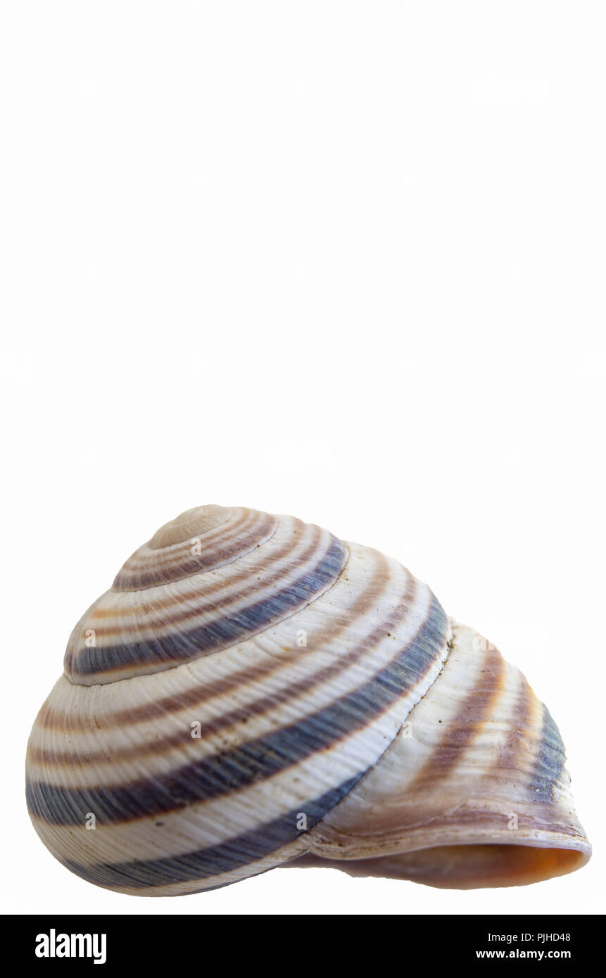 Single snail house shell close up isolate against a white backdrop Stock Photo