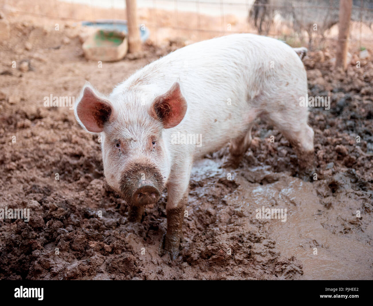 Young pink pig in a dirty pigsty alone Stock Photo