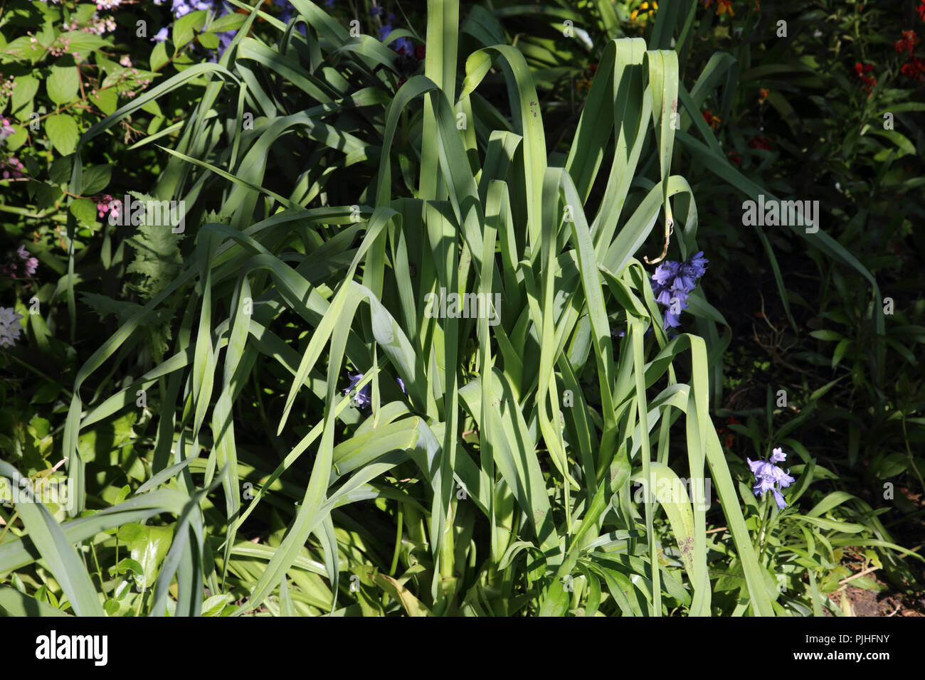 Allium (Edible) (Allium ampeloprasum) Babington Leek Welsh leek in