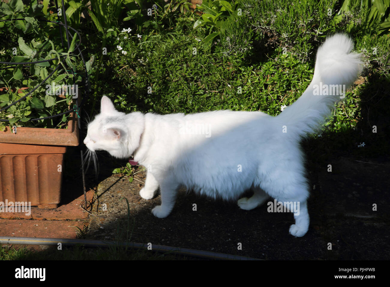 Heavily Pregnant Turkish Angora Cat in garden Stock Photo