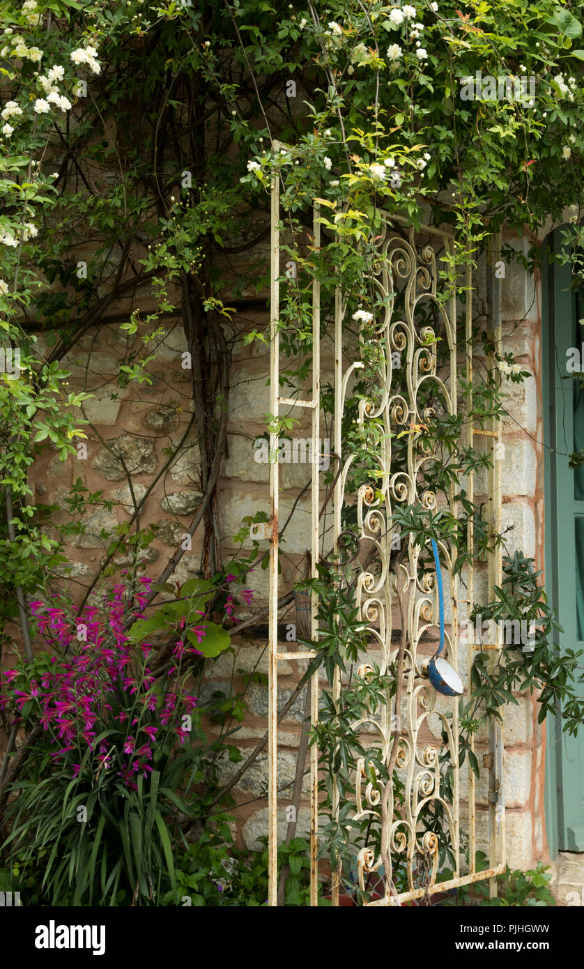 Plant frame with climbers in front of an old wall Stock Photo