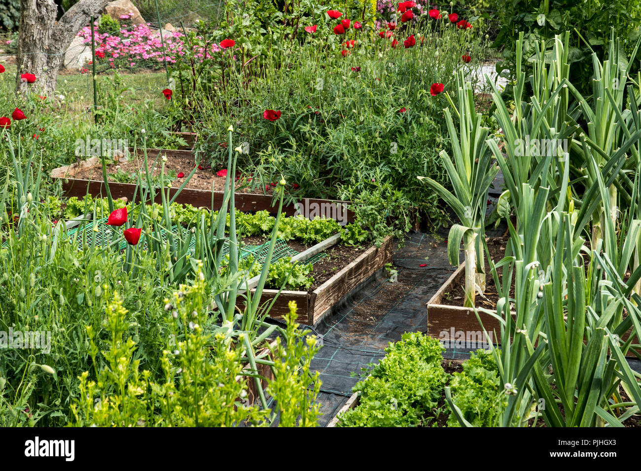 Kitchen garden with vegetables and flowers Stock Photo