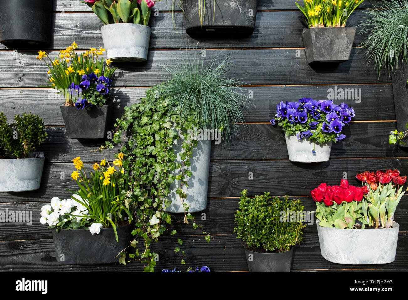Small planters with plants against a wall Stock Photo
