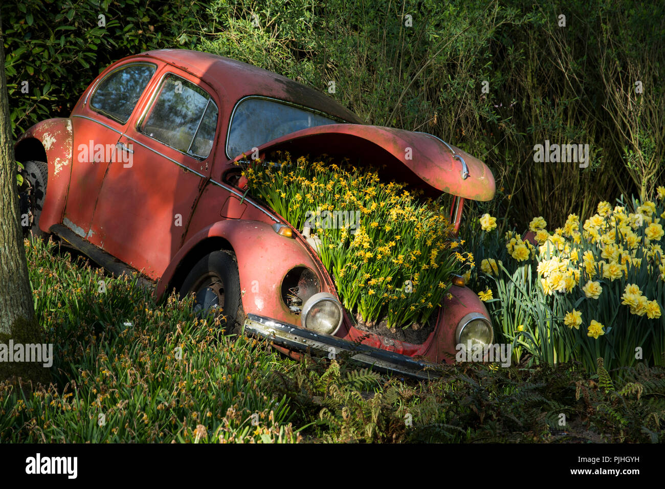 Old Volkswagen planted with bulb flowers Stock Photo