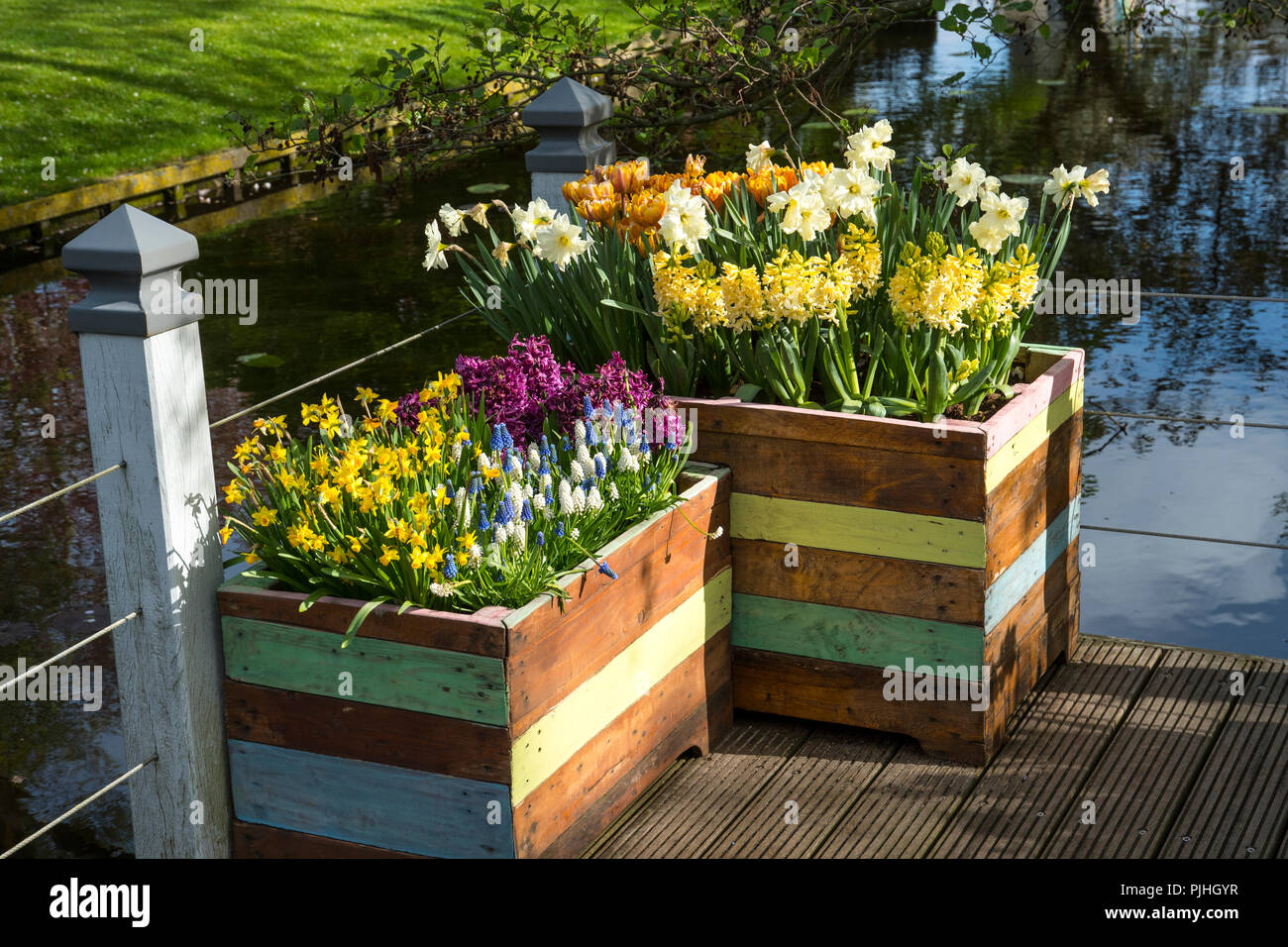 Planters with bulb flowers Stock Photo