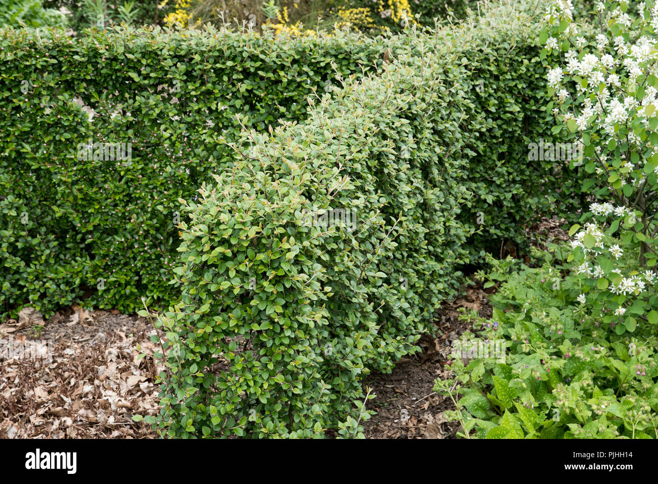 Hedge of Cotoneaster dielsianus Stock Photo